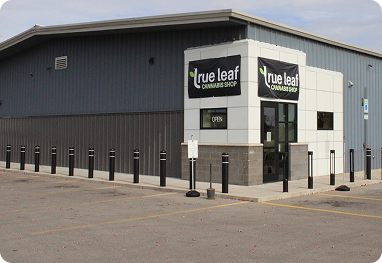 cannabis dispensary Sturgis MI, weed shop Sturgis MI, marijuana store Sturgis MI, dispensary near Sturgis MI, weed near Sturgis MI, recreational cannabis Sturgis MI, medical marijuana Sturgis MI, legal weed Sturgis Michigan, CBD store Sturgis MI, THC gummies Sturgis MI, vape pens Sturgis MI, edibles Sturgis MI, pre-rolls Sturgis MI, cannabis flower Sturgis MI, weed cartridges Sturgis MI, top dispensary Sturgis MI, weed delivery Sturgis MI, dispensary open Sturgis MI, marijuana near 49091, True Leaf Dispensary Sturgis, best dispensary Sturgis MI, dispensary near Three Rivers MI, cannabis near Constantine MI, weed shop near White Pigeon MI, dispensary near me Sturgis MI